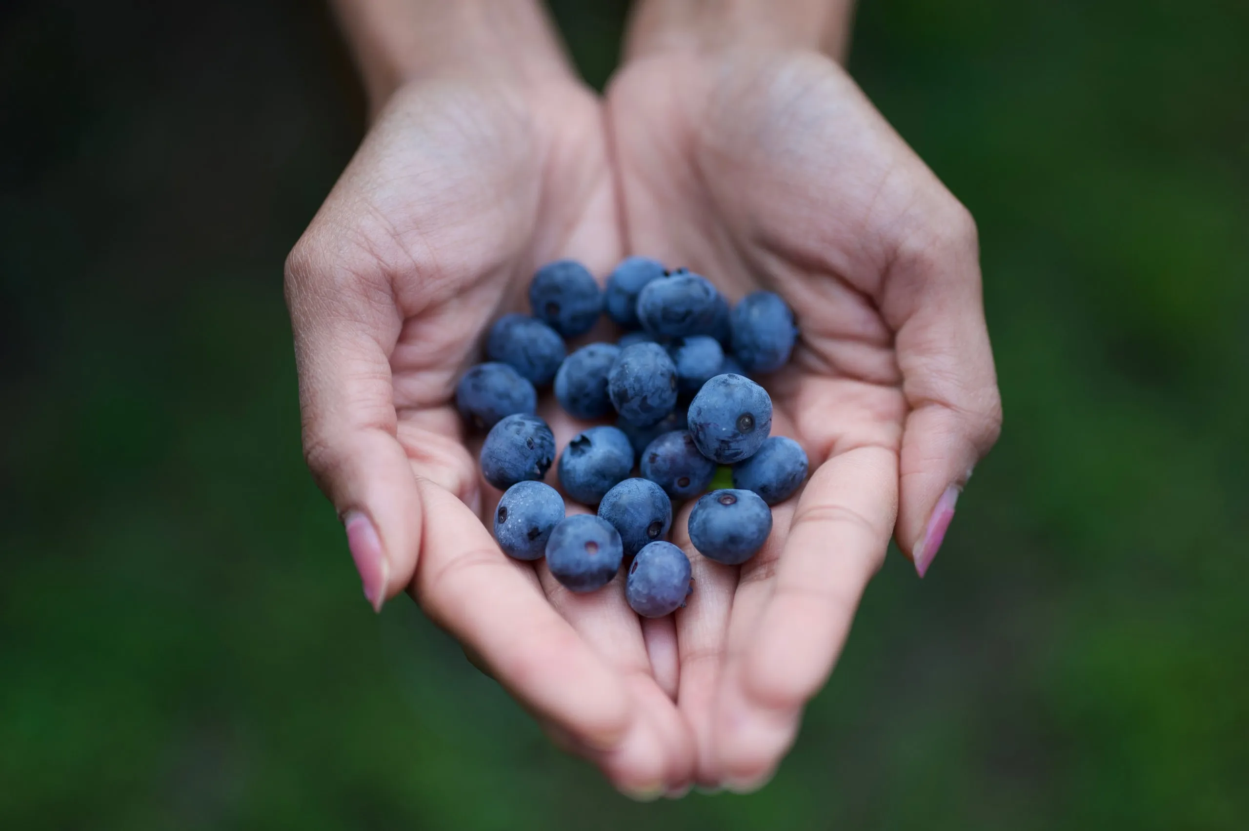 Cupped hands holding a pile of fresh blueberries against a green background
