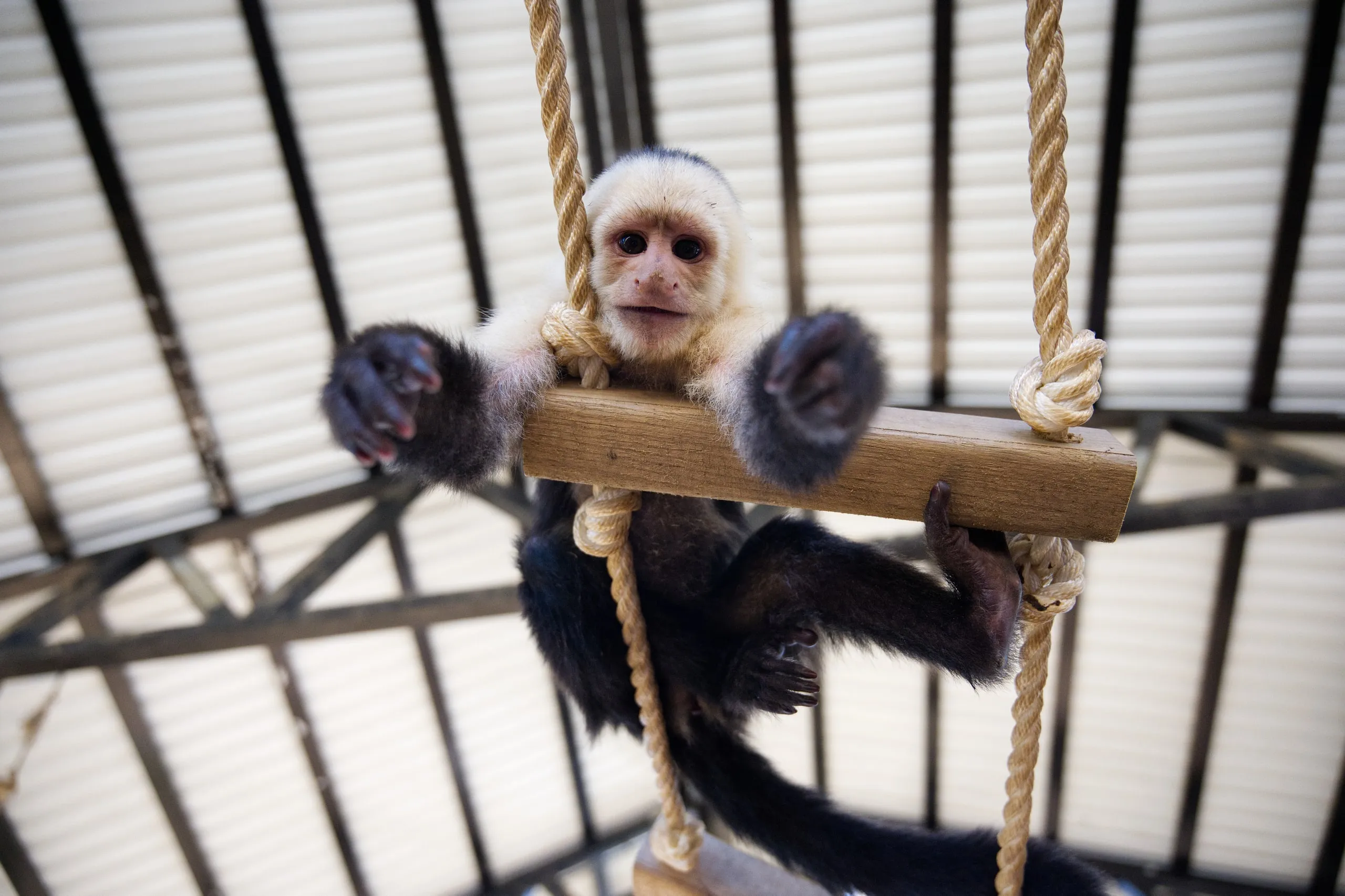 A white-faced capuchin monkey hanging from a rope swing beneath a mesh roof