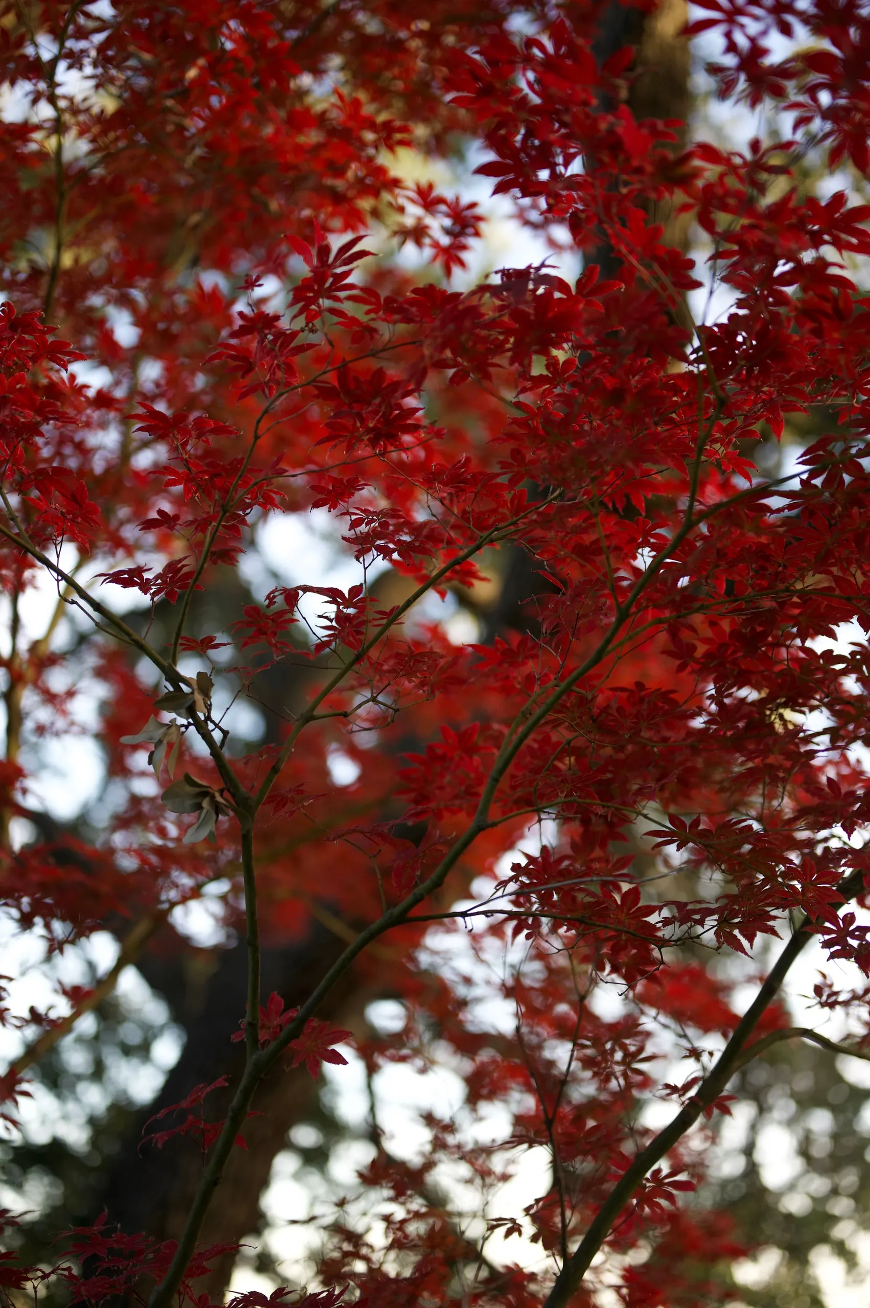 Looking up through a canopy of bright red Japanese maple leaves