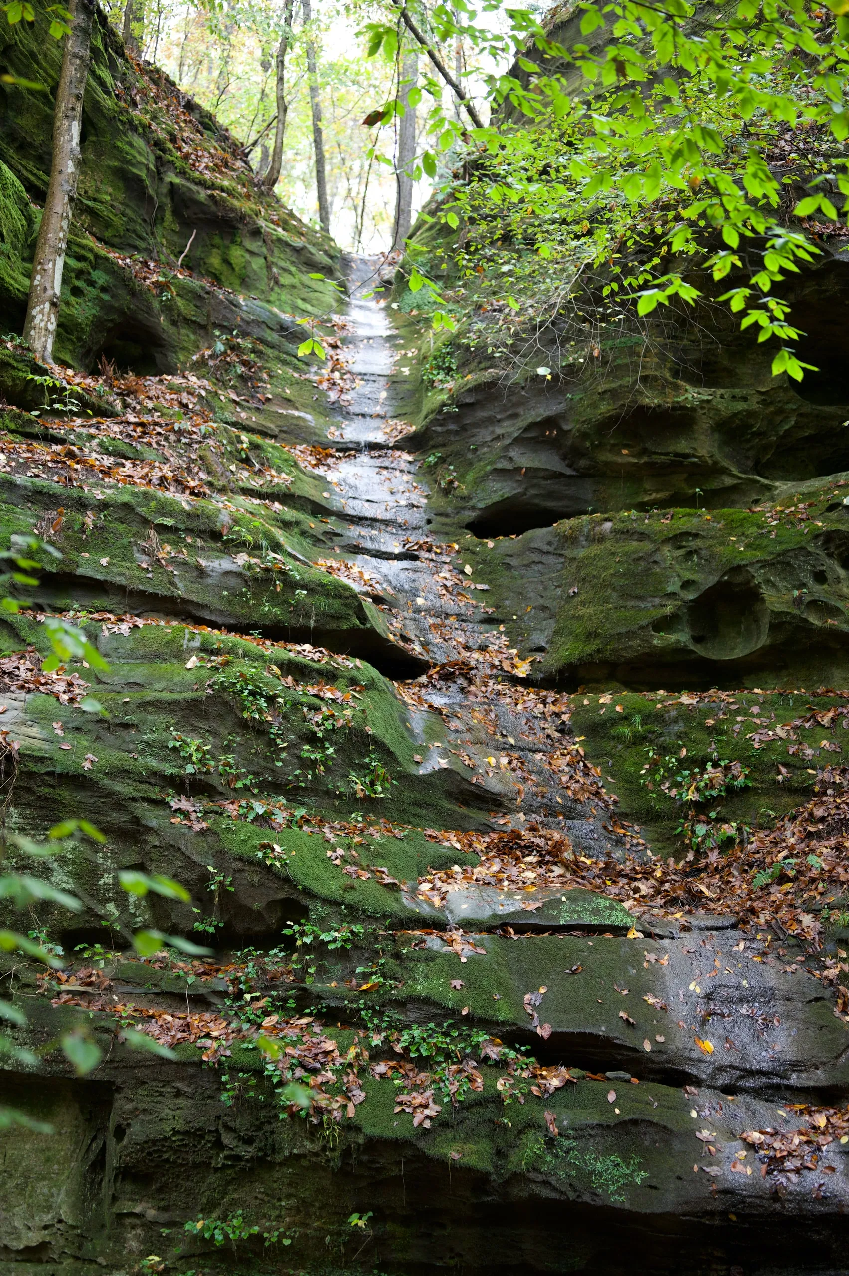 A narrow stream running through a mossy sandstone canyon