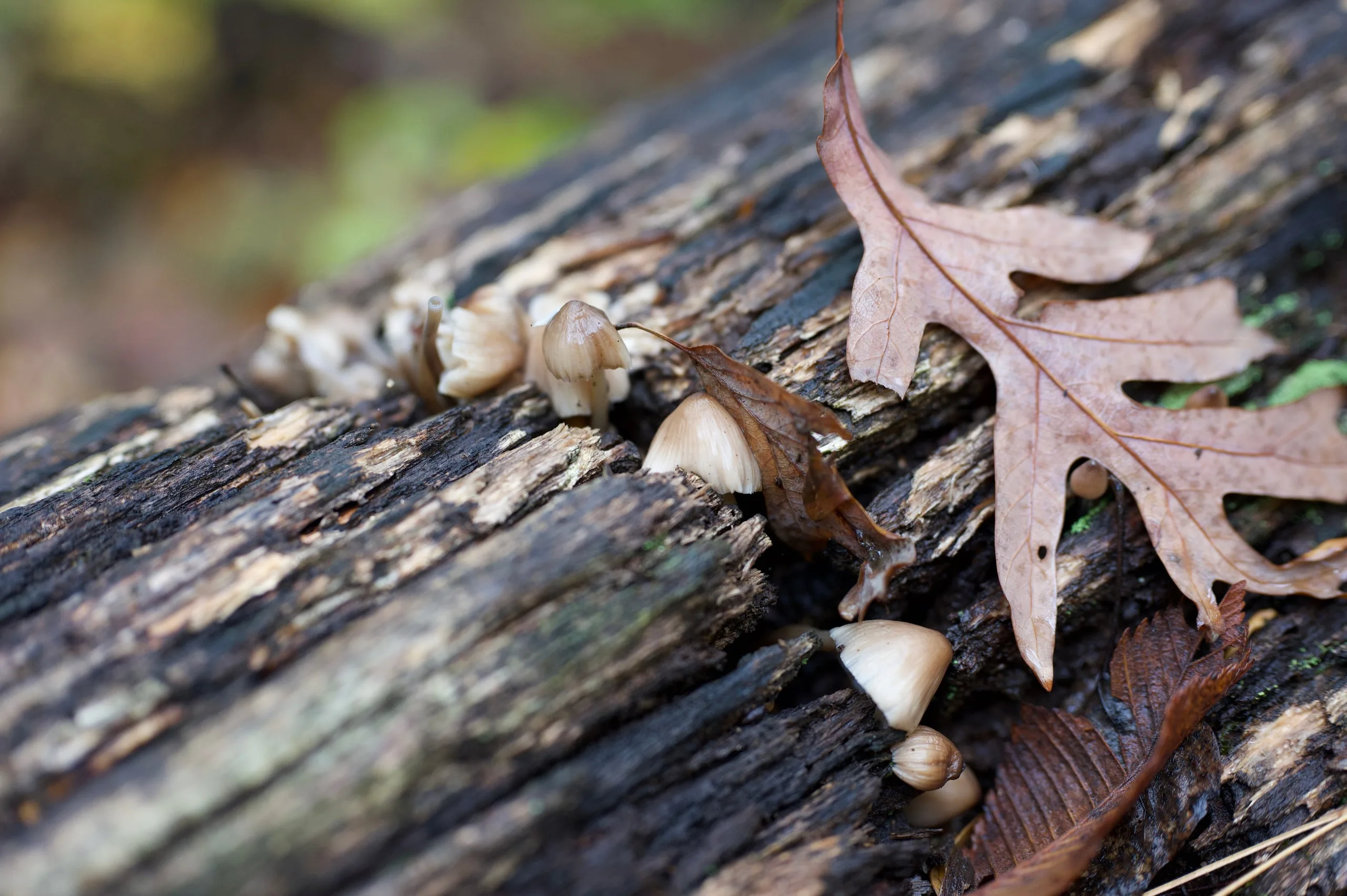 Tiny mushrooms and a fallen oak leaf on a weathered log